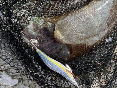 エギングでモンゴウイカ