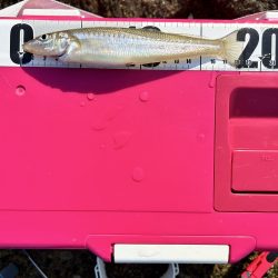 キス&フラット求めて