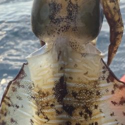 アオリイカとケンサキ