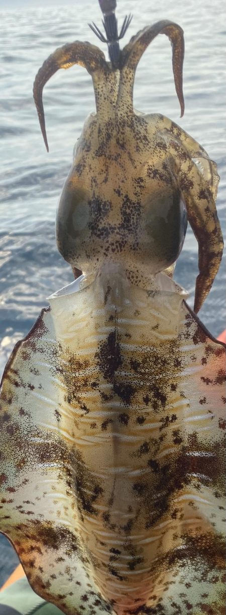 アオリイカとケンサキ