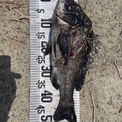 大漁‼️60匹‼️