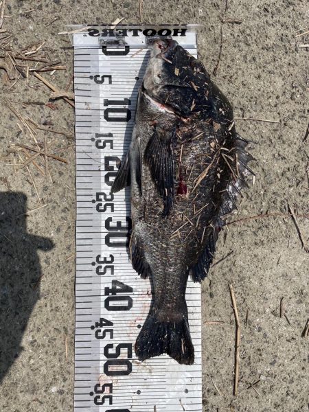 大漁‼️60匹…