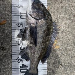 イチノ兄弟、釣果!