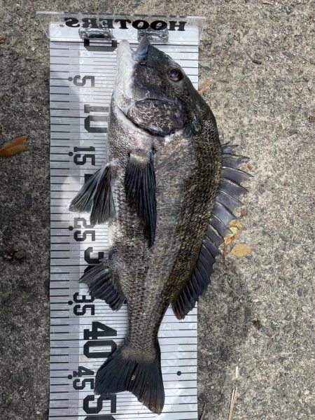 イチノ兄弟、釣果!