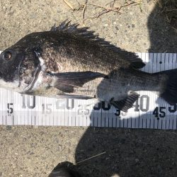 イチノ兄弟、釣果!