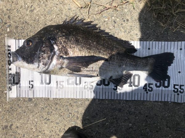 イチノ兄弟、釣果！