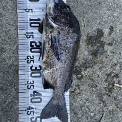 イチノ兄弟、釣果!