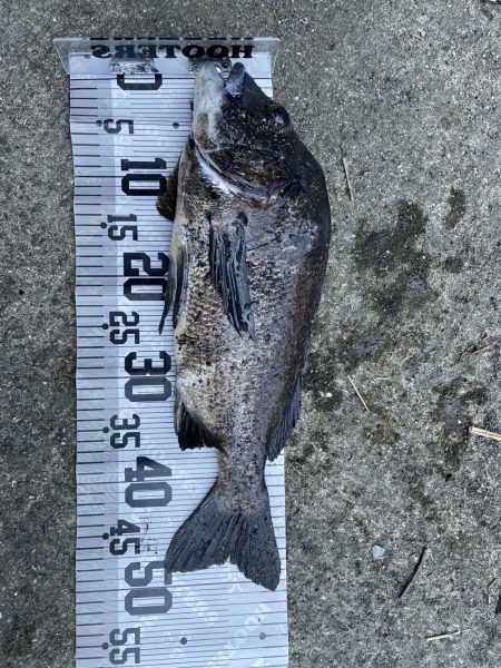 イチノ兄弟、釣果！