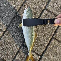 ツバス モジャコ