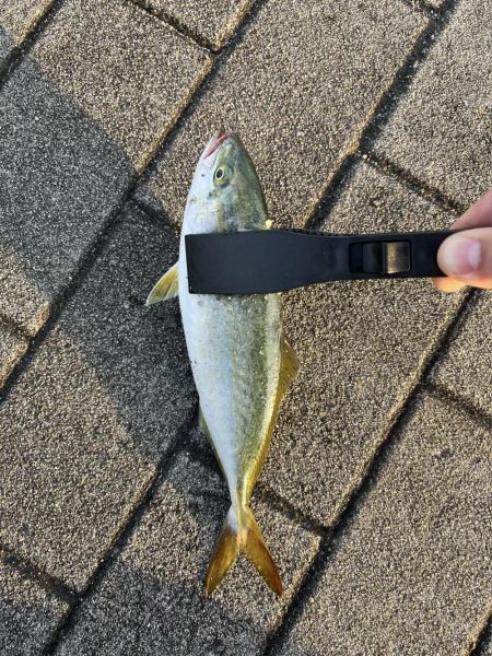 ツバス　モジャコ