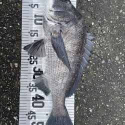 イチノ兄弟、釣果！