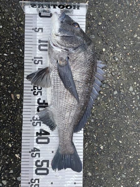 イチノ兄弟、釣果！