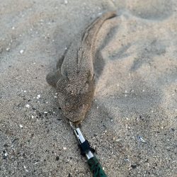 夕マヅメマゴチ釣行