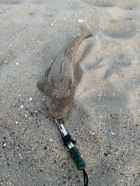 夕マヅメマゴチ釣行