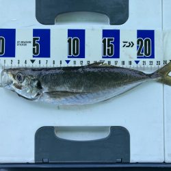 泉州丸さんで鬼アジ