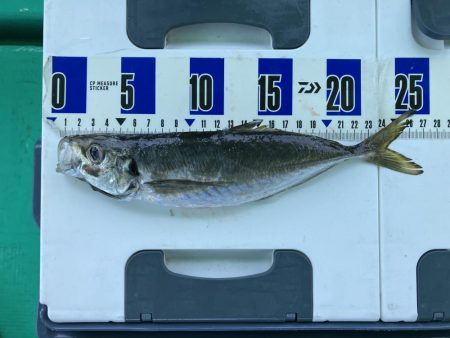 泉州丸さんで鬼アジ