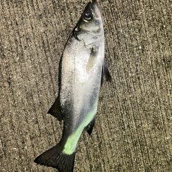 ガシラの合間にセイゴ