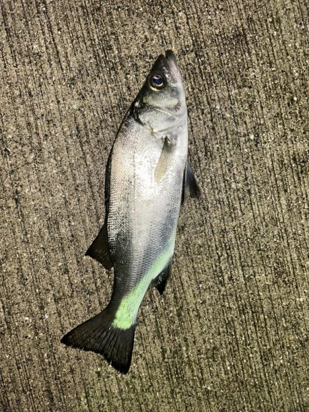 ガシラの合間にセイゴ