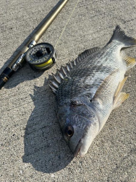 久々の落とし込み