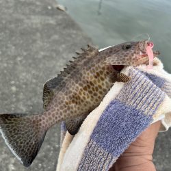 今年初の小オオモン