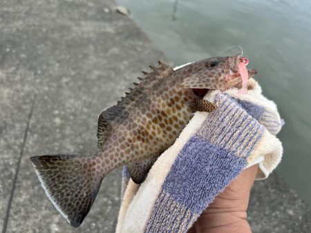 今年初の小オオモン