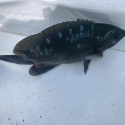 グレと大サバ狙い