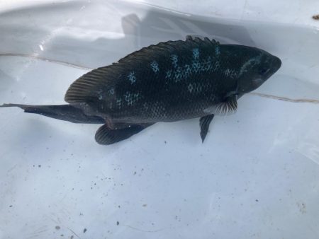 グレと大サバ狙い