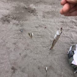 サーフからのキス