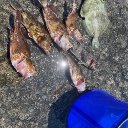 大川漁港カワハギ、ガシラ