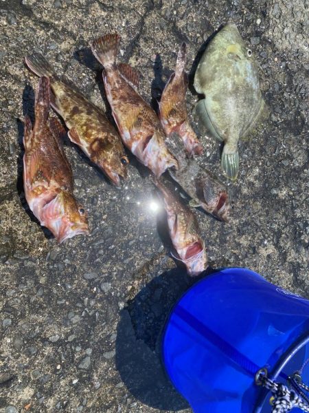 大川漁港カワハギ、ガシラ