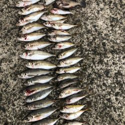 雨の日でもアジング