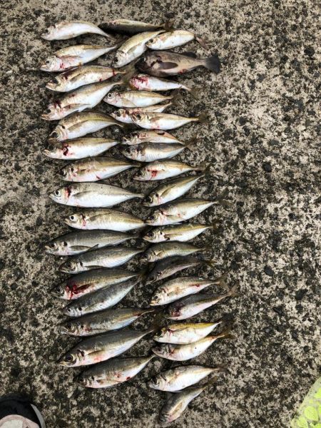 雨の日でもアジング