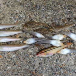 梅雨入り前のキス釣り ガッチョが多い