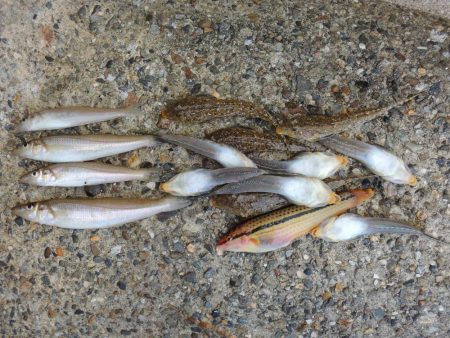 梅雨入り前のキス釣り　ガッチョが多い