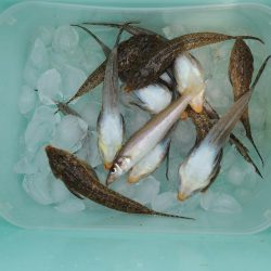 盛期のにキスは何処?