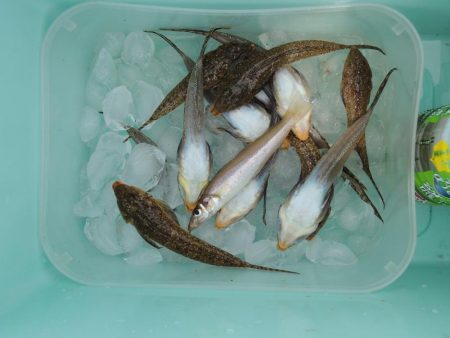 盛期のにキスは何処?