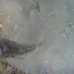 なまずとバス釣り