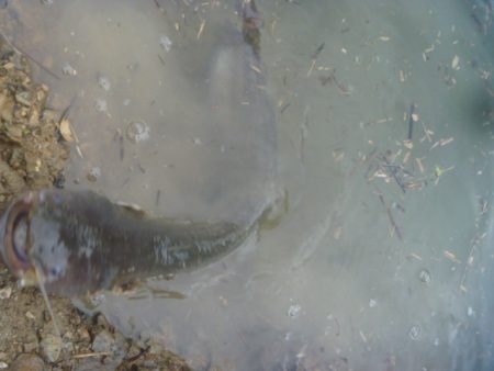 なまずとバス釣り