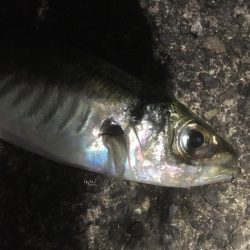 日本海アオリイカ釣行