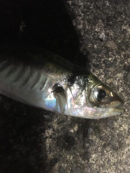 日本海アオリイカ釣行