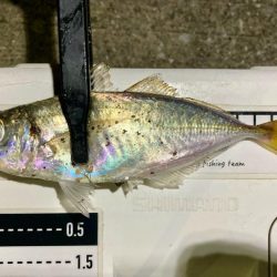 久しぶりの中アジ!