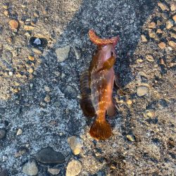 梅雨に入る前の根魚釣り