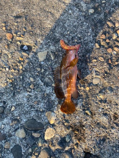 梅雨に入る前の根魚釣り