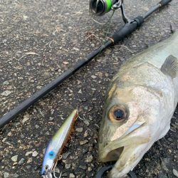 今年初シーバス