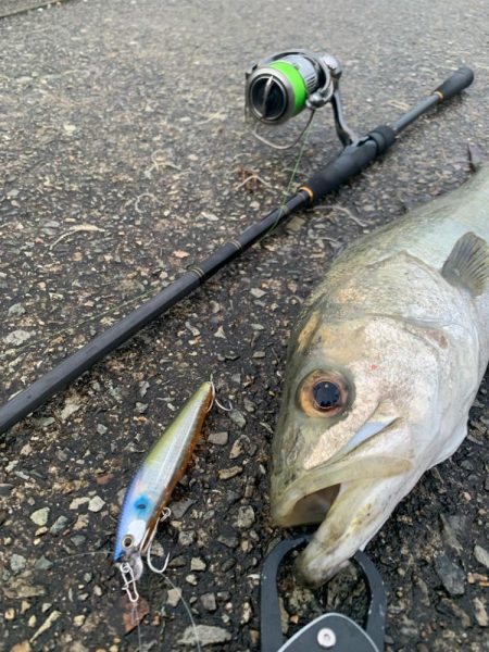 今年初シーバス