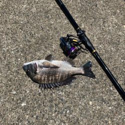 波止チヌ フカセ釣り