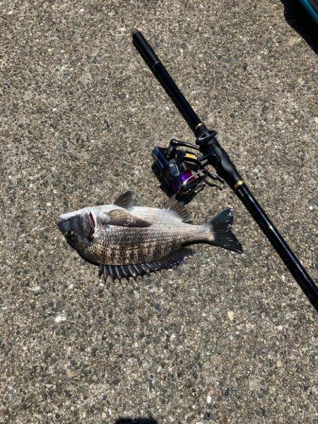 波止チヌ フカセ釣り