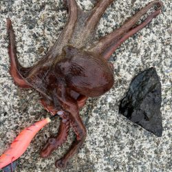 タコは気まぐれ　10