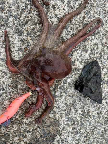 タコは気まぐれ　10