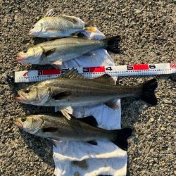 エビ撒きでハネ釣り